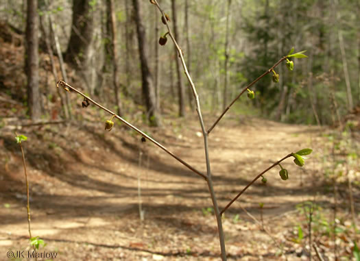 image of Asimina triloba, Common Pawpaw, Indian-banana