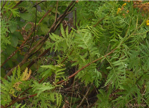 image of Tanacetum vulgare, Common Tansy, Golden-buttons, Garden Tansy