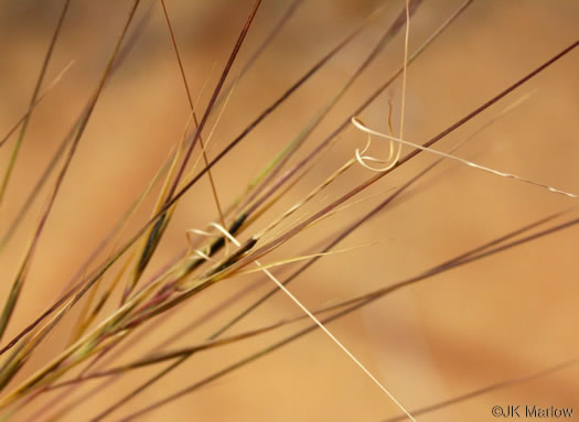 image of Aristida tuberculosa, Seaside Three-awn, Dune Three-awn, Seaside Needlegrass, Sand Three-awn