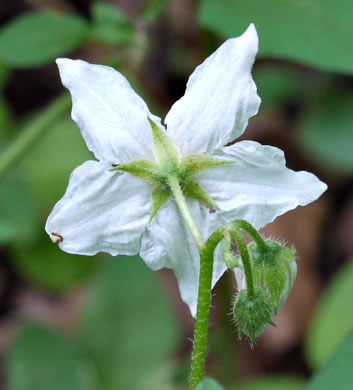 image of Solanum carolinense var. carolinense, Carolina Horsenettle, Ball-nettle