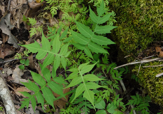 image of Polymnia laevigata, Tennessee Leafcup