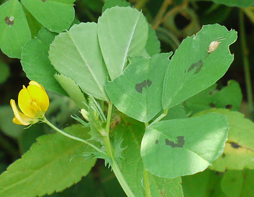 image of Medicago arabica, Spotted Medick, Spotted Bur-clover