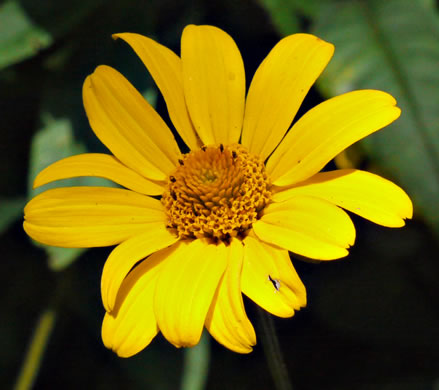 image of Heliopsis helianthoides var. helianthoides, False Sunflower, Eastern Oxeye, Eastern Sunflower-everlasting, Smooth Oxeye