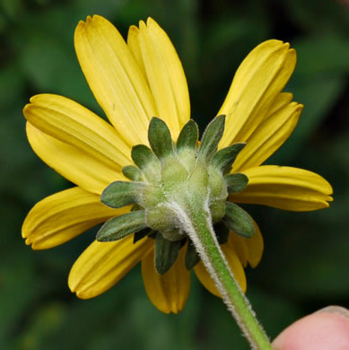 image of Heliopsis helianthoides var. helianthoides, False Sunflower, Eastern Oxeye, Eastern Sunflower-everlasting, Smooth Oxeye