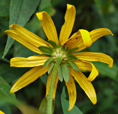 image of Rudbeckia fulgida, Common Eastern Coneflower, Orange Coneflower