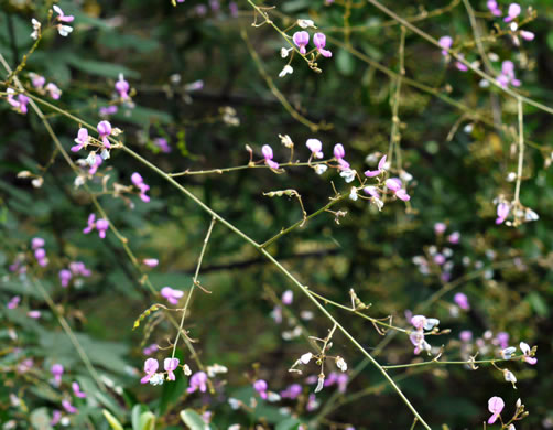 Desmodium perplexum, Perplexing Tick-trefoil, Dillen's Tick-trefoil