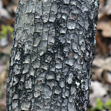 image of Elliottia racemosa, Georgia-plume, Southern-plume, Elliottia