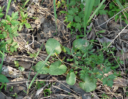 image of Ficaria verna ssp. verna, Fig Buttercup, Lesser Celandine, Pilewort