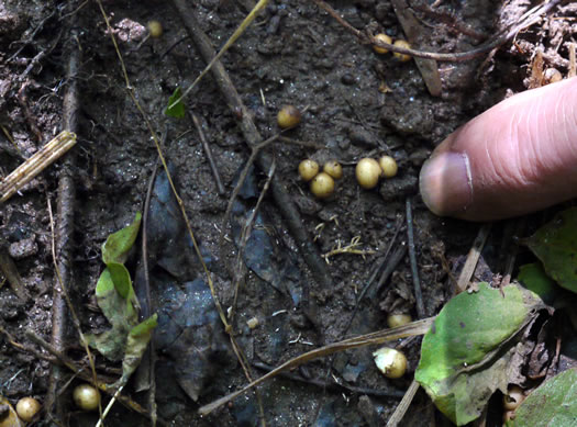 image of Ficaria verna ssp. verna, Fig Buttercup, Lesser Celandine, Pilewort