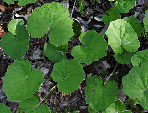 image of Tussilago farfara, Coltsfoot