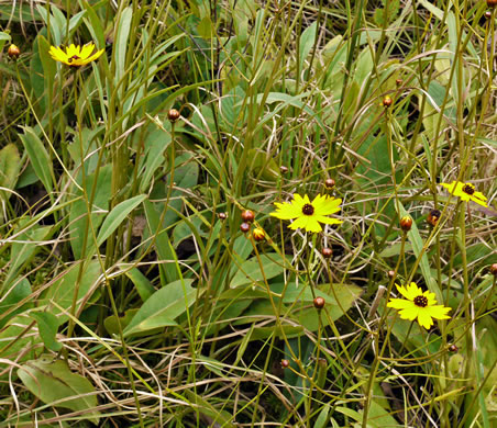 image of Coreopsis gladiata, Swamp Coreopsis, Swamp Tickseed, Seepage Coreopsis, Coastal Plain Tickseed