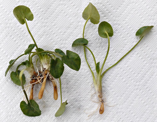 image of Ficaria verna ssp. verna, Fig Buttercup, Lesser Celandine, Pilewort