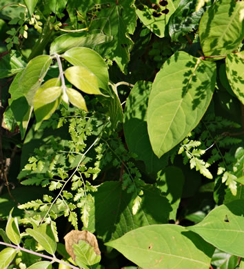 image of Lygodium japonicum, Japanese Climbing Fern