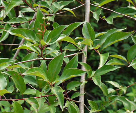 image of Swida foemina, Southern Swamp Dogwood