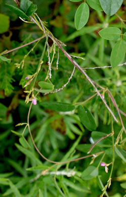 image of Galactia regularis, Downy Milkpea, Hairy Milkpea, Twining Milkpea, Eastern Milkpea