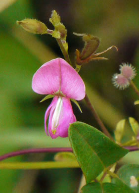 image of Galactia regularis, Downy Milkpea, Hairy Milkpea, Twining Milkpea, Eastern Milkpea