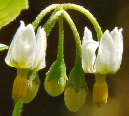 image of Solanum emulans, Eastern Black Nightshade