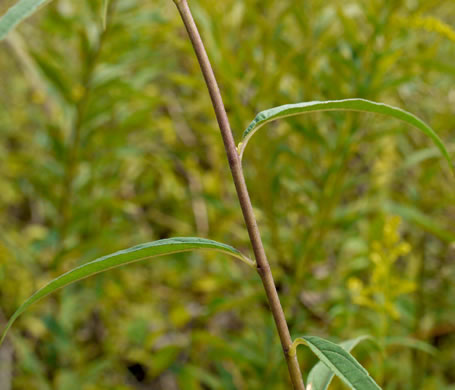 image of Helianthus giganteus, Tall Sunflower, Swamp Sunflower, Tuberous Sunflower, Giant Sunflower