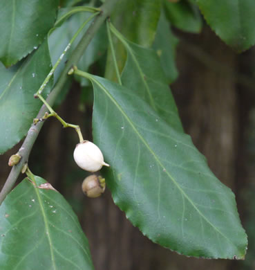 image of Euonymus fortunei, Wintercreeper, Climbing Euonymus, Chinese Spindle-tree