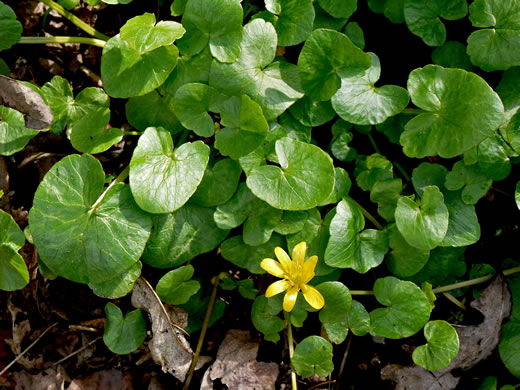 image of Ficaria verna ssp. verna, Fig Buttercup, Lesser Celandine, Pilewort