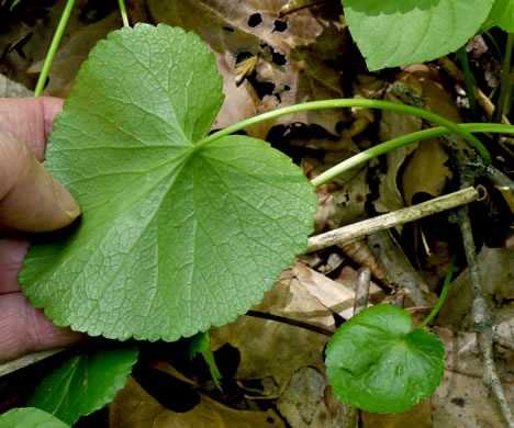 image of Thaspium trifoliatum var. trifoliatum, Purple Meadow-parsnip, Woodland Parsnip