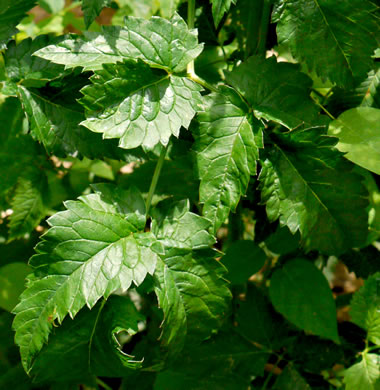 image of Cicuta maculata var. maculata, Water-hemlock, Spotted Cowbane