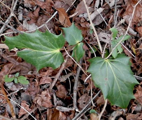 image of Mahonia bealei, Leatherleaf Mahonia, Chinese Mahonia, Holly-grape