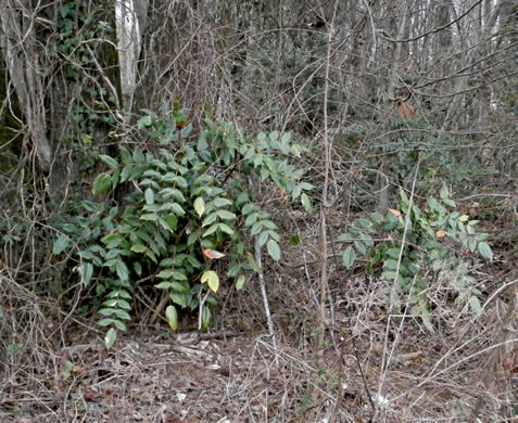 image of Mahonia bealei, Leatherleaf Mahonia, Chinese Mahonia, Holly-grape