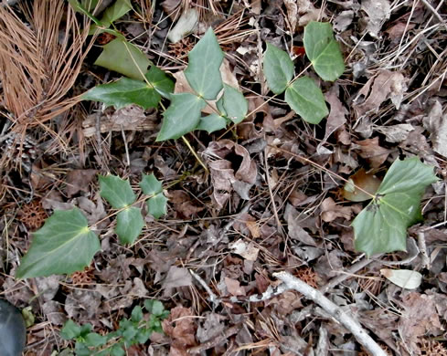 image of Mahonia bealei, Leatherleaf Mahonia, Chinese Mahonia, Holly-grape