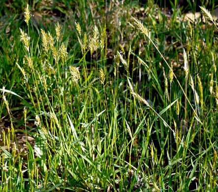 image of Anthoxanthum odoratum, Sweet Vernal Grass