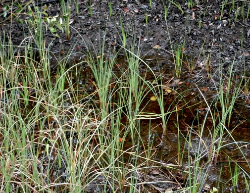 image of Carex striata var. striata, Walter’s Sedge, Pocosin Sedge