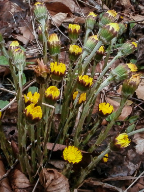 image of Tussilago farfara, Coltsfoot