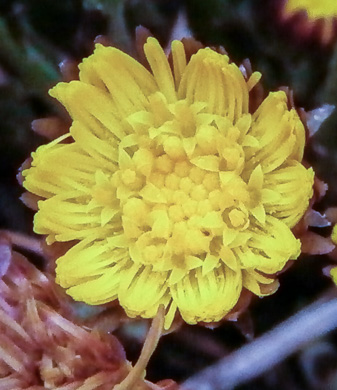 image of Tussilago farfara, Coltsfoot