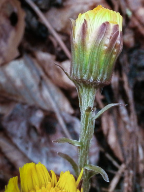 image of Tussilago farfara, Coltsfoot