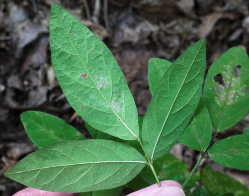 image of Desmodium perplexum, Perplexing Tick-trefoil, Dillen's Tick-trefoil