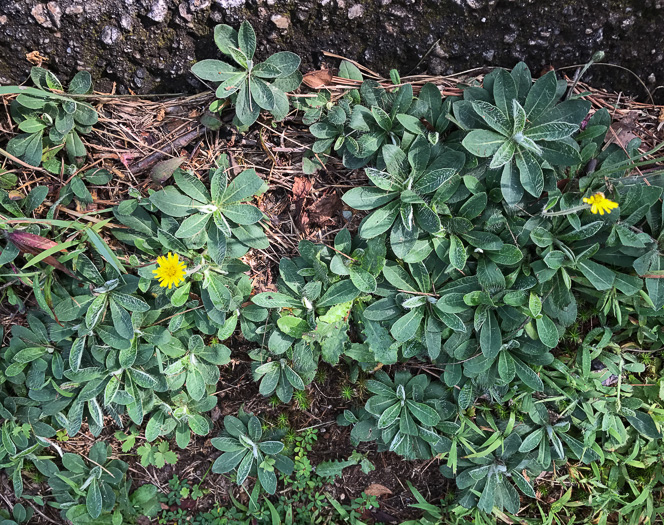 image of Pilosella officinarum, Mouse-ear Hawkweed