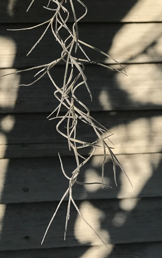 image of Tillandsia usneoides, Spanish-moss, Long-moss