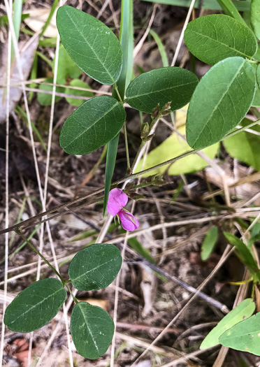 image of Galactia regularis, Downy Milkpea, Hairy Milkpea, Twining Milkpea, Eastern Milkpea