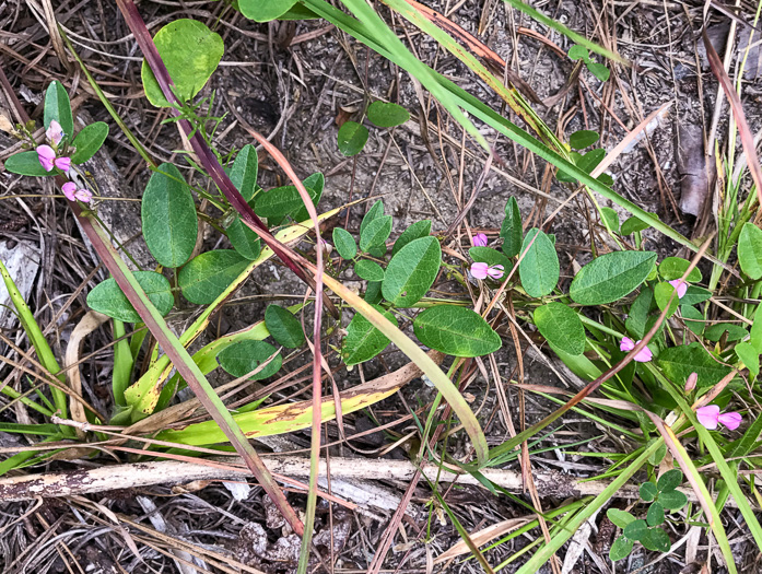 image of Galactia regularis, Downy Milkpea, Hairy Milkpea, Twining Milkpea, Eastern Milkpea