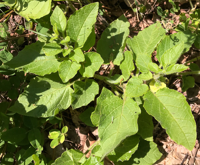 image of Physalis heterophylla, Clammy Ground-cherry