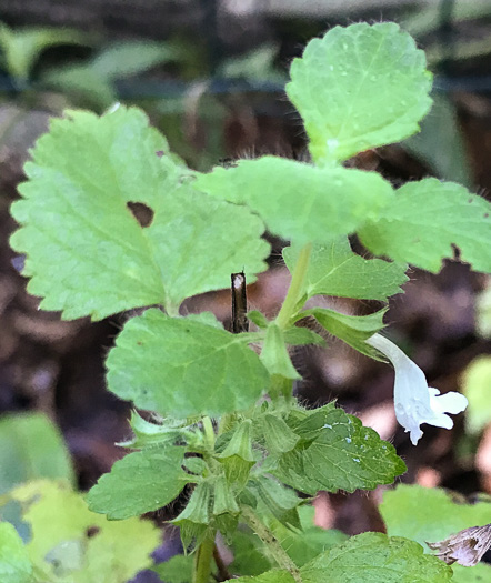 image of Melissa officinalis, Lemon Balm