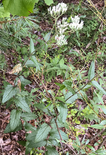 image of Eupatorium pilosum, Rough Boneset, Ragged Eupatorium