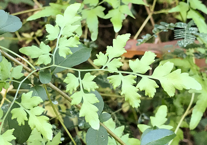 image of Lygodium japonicum, Japanese Climbing Fern