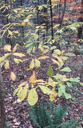 image of Asimina triloba, Common Pawpaw, Indian-banana