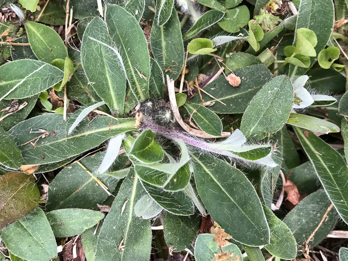 image of Pilosella officinarum, Mouse-ear Hawkweed