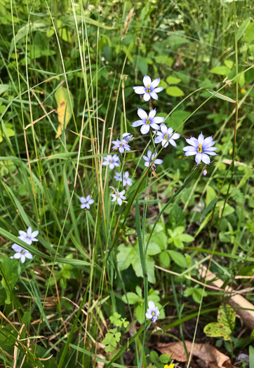 image of Sisyrinchium angustifolium, Narrowleaf Blue-eyed-grass, Stout Blue-eyed-grass