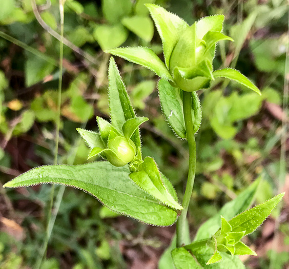 image of Silphium dentatum, Starry Rosinweed