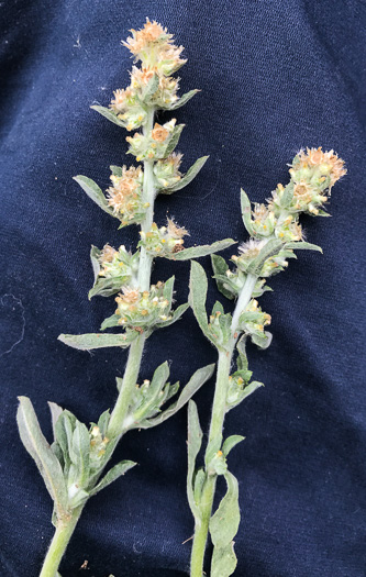 image of Gamochaeta calviceps, Narrowleaf Cudweed, Narrowleaf Purple Everlasting