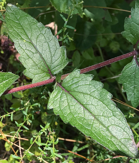 image of Eupatorium pilosum, Rough Boneset, Ragged Eupatorium