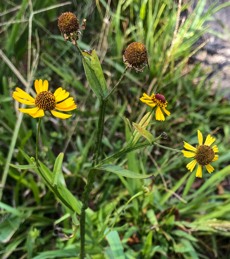 image of Helenium flexuosum, Purplehead Sneezeweed, Southern Sneezeweed